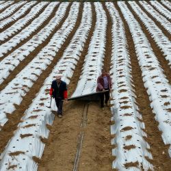 Vista aérea tomada con un dron de agricultores realizando el acolchado de campo, en el distrito de Hezhang de la ciudad de Bijie, en la provincia de Guizhou, en el suroeste de China. Agricultores de toda China han estado recientemente ocupados con el arado de primavera. | Foto:Xinhua/Jiang Ziyu