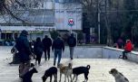 Tiflis, la ciudad donde los perros callejeros son tratados como un vecino