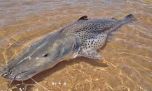 Prohíben pescar en el río Paraná para proteger un enorme cardumen de surubíes