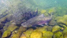 El reglamento provincial establece que la temporada de pesca deportiva se extiende del 1 de agosto al 30 de noviembre, con un límite de extracción de dos piezas por persona. Fuera de ese período, cualquier captura constituye una infracción.