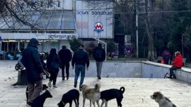 Tiflis, la ciudad donde los perros callejeros son tratados como un vecino