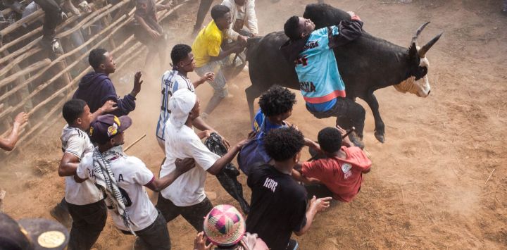 Atletas intentan controlar un cebú introducido en una arena durante una competición de Savika Omby en Antananarivo. El Savika Omby es un deporte tradicional malgache que se practica principalmente en las zonas rurales de las tierras altas de Madagascar. Considerado la forma malgache de la tauromaquia, consiste en dominar a un cebú macho adulto sujetándolo por la joroba o el cuello. El participante que lo sujeta durante más tiempo se gana el favor del público. El Savika Omby es practicado por agricultores y pastores de cebúes en los arrozales, donde estos animales se utilizan para arar la tierra.