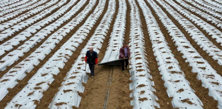 Vista aérea tomada con un dron de agricultores realizando el acolchado de campo, en el distrito de Hezhang de la ciudad de Bijie, en la provincia de Guizhou, en el suroeste de China. Agricultores de toda China han estado recientemente ocupados con el arado de primavera.