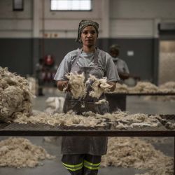 Un trabajador clasifica fardos de mohair en el almacén de House of Fibre en Gqeberha. Sudáfrica suministró el 56% de la producción mundial en 2024, según sus cifras. El sector genera aproximadamente 30.000 empleos, cientos de ellos en el Karoo, que se ha convertido en un hogar inesperado para esta raza originaria de Turquía. | Foto:MARCO LONGARI / AFP