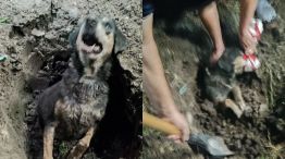 Maltrato Animal en Chaco