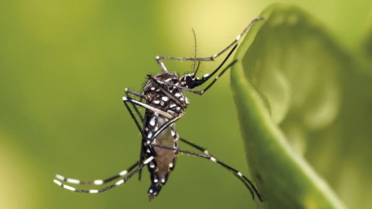 Cambio climático y salud global: advierten que el virus Chikungunya podría expandirse hacia Europa y América del Norte