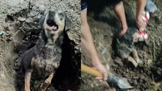 Impulsan sanciones más duras por crueldad animal: hasta $17 millones y prisión