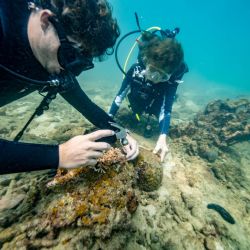 Coral Gardeners y Sylvia Earle 