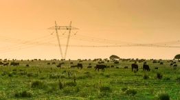 290326_vacas_campo_cedoc_g