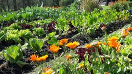 Huerta en casa: cómo planificarla y mantenerla durante todo el año