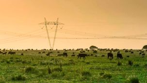 290326_vacas_campo_cedoc_g