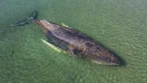 La ballena varada en bancos de arena en el Báltico: tendría pocas chances de sobrevivir.