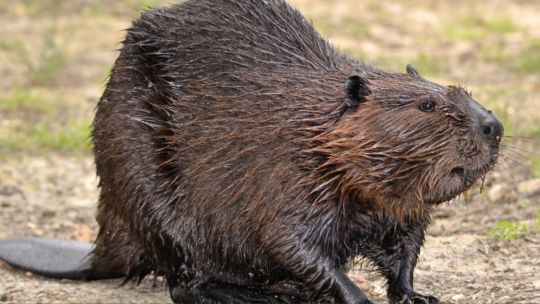 Castores: los ingenieros naturales que emergen como aliados contra el cambio climático