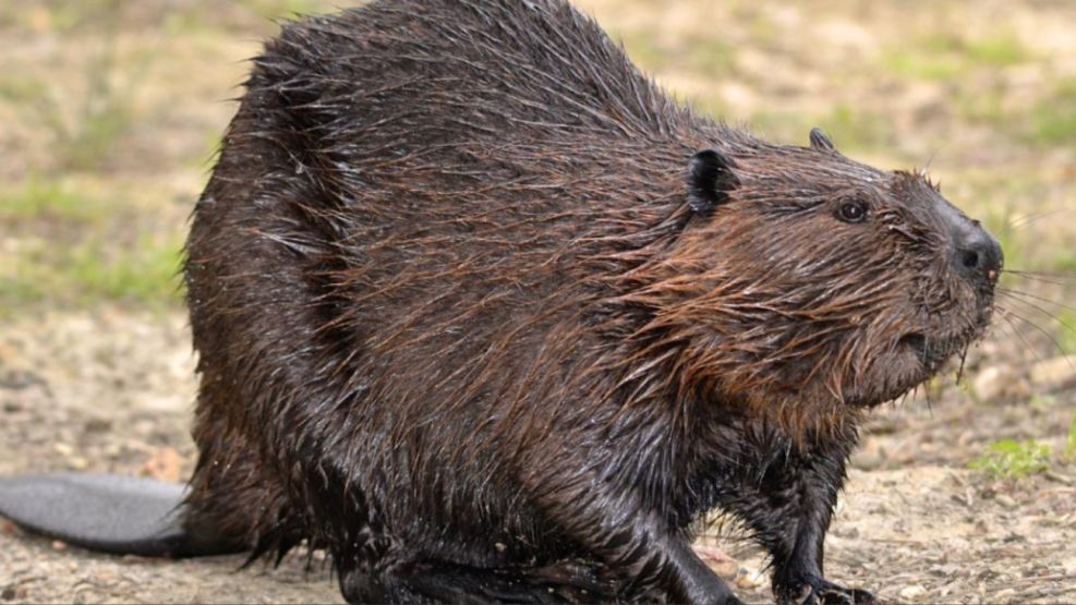 Castores: los ingenieros naturales