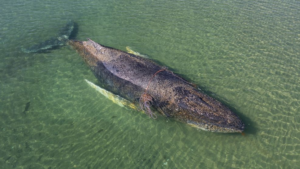La ballena varada en bancos de arena en el Báltico: tendría pocas chances de sobrevivir.