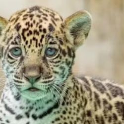 La especie se encuentra en peligro de extinción.