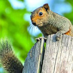 Días de relax en La Cumbrecita, combinados con la aventura de saltos en tirolesa.
