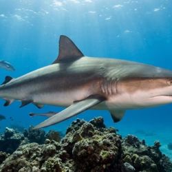 Recientes monitoreos en el golfo San Matías confirmaron la presencia de al menos cinco especies: bacota, cazón, gatuzo, gatopardo y pez gallo. Todas ellas presentan algún grado de amenaza según la Unión Internacional para la Conservación de la Naturaleza (UICN).