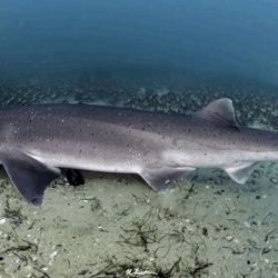 Recientes monitoreos en el golfo San Matías confirmaron la presencia de al menos cinco especies: bacota, cazón, gatuzo, gatopardo y pez gallo. Todas ellas presentan algún grado de amenaza según la Unión Internacional para la Conservación de la Naturaleza (UICN).