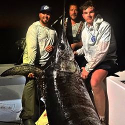 Un pez espada de más de 220 kilos fue capturado en los Cayos de Florida.