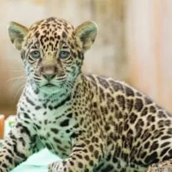 La nueva cría está en perfecto estado de salud.