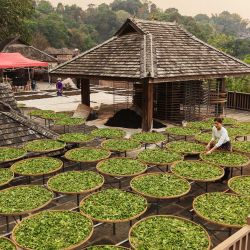Imagen tomada con un dron de una agricultora seleccionando hojas de té, en la aldea de Jingmai del distrito de Lancang, en la ciudad de Pu'er, en la provincia de Yunnan, en el suroeste de China. La temporada de recolección de té de primavera ha comenzado en el área de la Montaña Jingmai. | Foto:Xinhua/Liang Zhiqiang