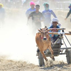 Un concursante compite durante una carrera de carros tirados por bueyes, en la provincia de Phetchaburi, Tailandia. La carrera de carros tirados por bueyes es un evento anual llevado a cabo en Phetchaburi para celebrar el final de la temporada de cosecha. | Foto:Xinhua/Rachen Sageamsak