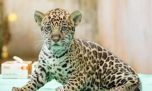 Te presentamos al yaguareté que nació en un bioparque de Brasil