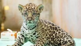 La nueva cría está en perfecto estado de salud.