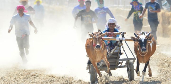Un concursante compite durante una carrera de carros tirados por bueyes, en la provincia de Phetchaburi, Tailandia. La carrera de carros tirados por bueyes es un evento anual llevado a cabo en Phetchaburi para celebrar el final de la temporada de cosecha.
