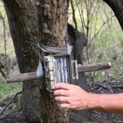 El objetivo es conocer el ensamble de mamíferos que habitan el área y registrar sus patrones de actividad.