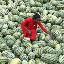  Una trabajadora descarga sandías desde botes, en Sadarghat, en Dhaka, Bangladesh. | Foto:Xinhua/Habibur Rahman