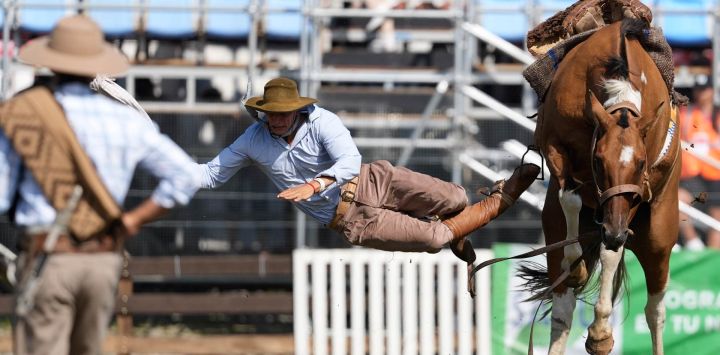 Un gaucho se cae de un caballo en las jineteadas durante la 99 edición de la Semana Criolla del Prado, en el rodeo de la Rural del Prado, en Montevideo, capital de Uruguay.