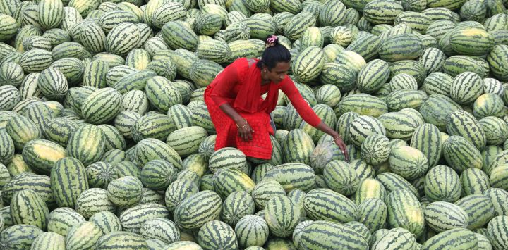  Una trabajadora descarga sandías desde botes, en Sadarghat, en Dhaka, Bangladesh.