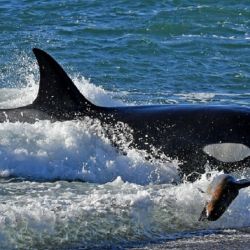 Es uno de los eventos más esperados por los científicos.