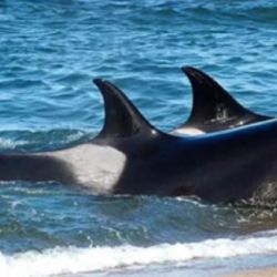 Todos los años, entre marzo y mayo, y también en octubre y noviembre, Península Valdés es escenario de una de las conductas predatorias más espectaculares de la vida salvaje del planeta