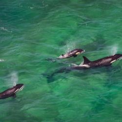 La temporada de orcas 2026 ya está en marcha.