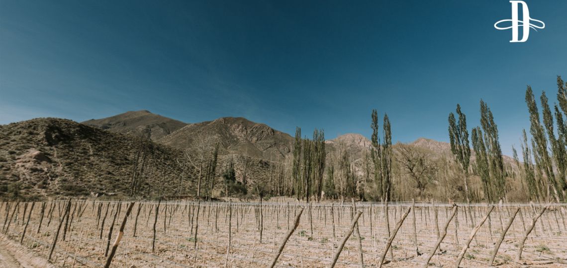 Auténticos vinos de patrimonio 