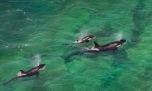 Comenzó la temporada 2026 de orcas en la Península Valdés 