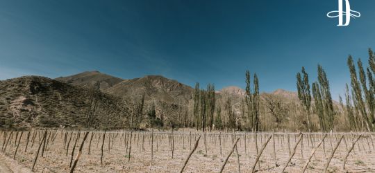 Auténticos vinos de patrimonio 