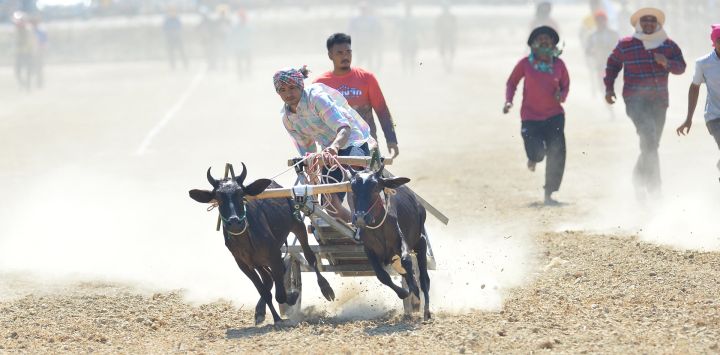 Un concursante compite durante una carrera de carros tirados por bueyes, en la provincia de Phetchaburi, Tailandia. La carrera de carros tirados por bueyes es un evento anual llevado a cabo en Phetchaburi para celebrar el final de la temporada de cosecha.