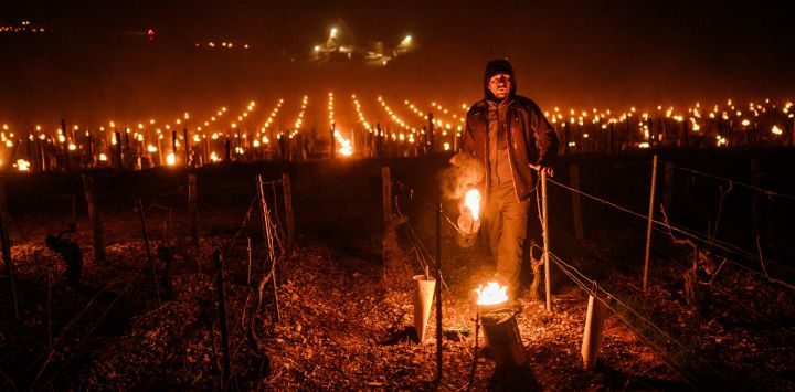 Un viticultor enciende velas antihielo en su viñedo cerca de Chablis, Borgoña, cuando las temperaturas descienden por debajo de cero grados centígrados durante la noche. El anuncio de una helada nocturna impulsó a muchos viticultores de Borgoña a tomar medidas para proteger sus viñas.