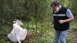 rabia paresiante en corrientes