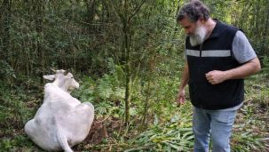 rabia paresiante en corrientes