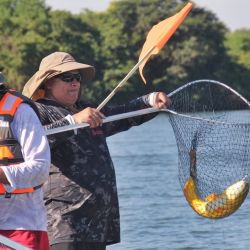 El dorado más grande que fue capturado y luego devuelto a las aguas del Paraná fue de 79 cm de longitud. El pescador que logró hacerse con ese ejemplar fue Marcelo Guembe, oriundo de Paso de la Patria.