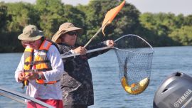 El dorado más grande que fue capturado y luego devuelto a las aguas del Paraná fue de 79 cm de longitud. El pescador que logró hacerse con ese ejemplar fue Marcelo Guembe, oriundo de Paso de la Patria.