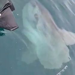 El pez luna o Mola mola suele habitar aguas más cálidas, aunque ocasionalmente puede aparecer en el litoral bonaerense. Su cuerpo, aplanado lateralmente, y sus grandes aletas dorsales y ventrales le dan una apariencia inconfundible.