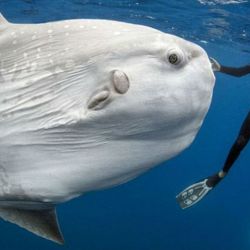 El pez luna o Mola mola suele habitar aguas más cálidas, aunque ocasionalmente puede aparecer en el litoral bonaerense. Su cuerpo, aplanado lateralmente, y sus grandes aletas dorsales y ventrales le dan una apariencia inconfundible.
