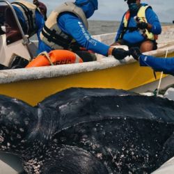 Se les colocaron transmisores satelitales a machos de tortuga laúd