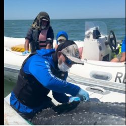 La tortuga laúd es la especie de tortuga marina más grande del mundo y una de las más amenazadas